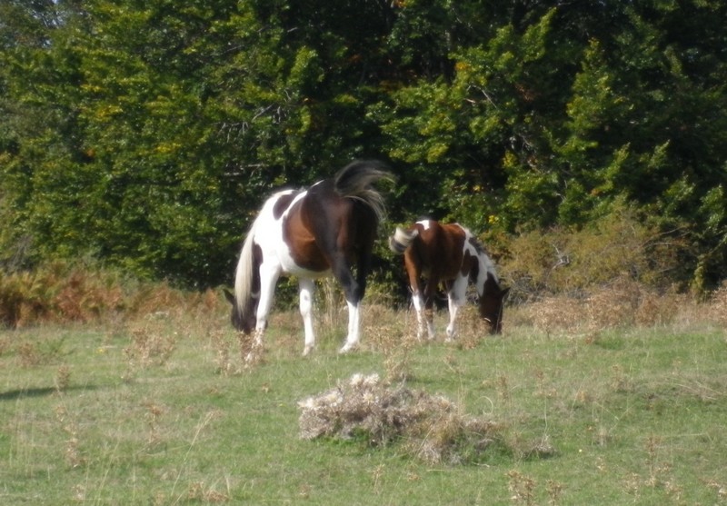 Una mattinata al San Vicino